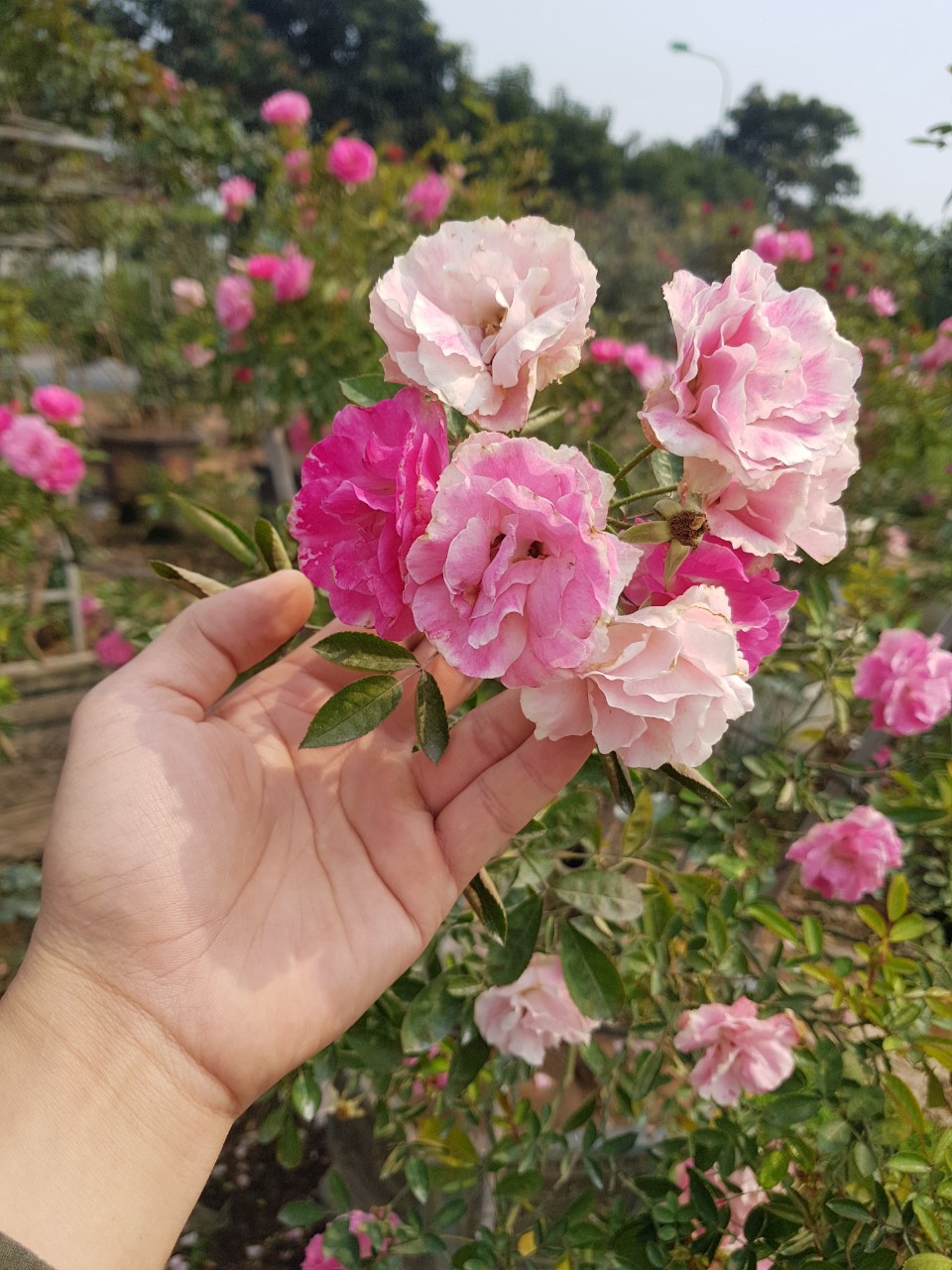 Vườn hồng khoe sắc thắm